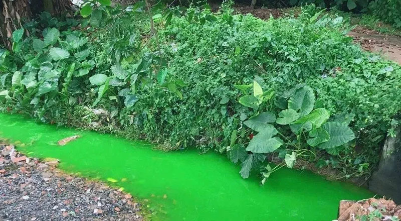 触目惊心！水全都“染绿”了！多家企业被查处！